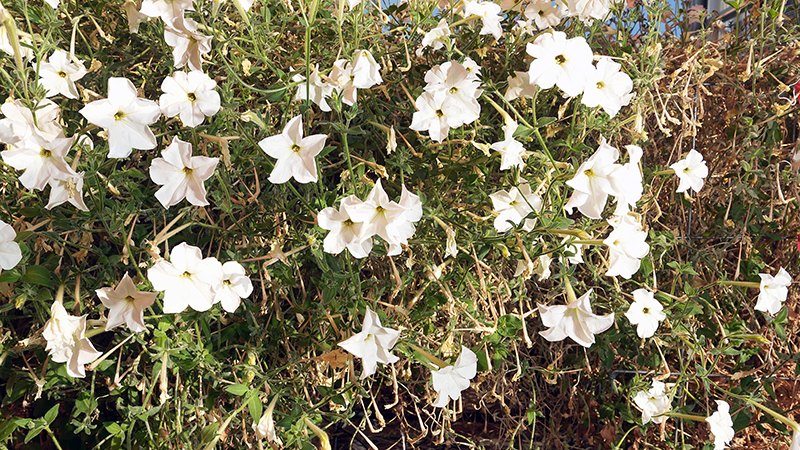 "Decoding the plant world’s complex biochemical communication networks"