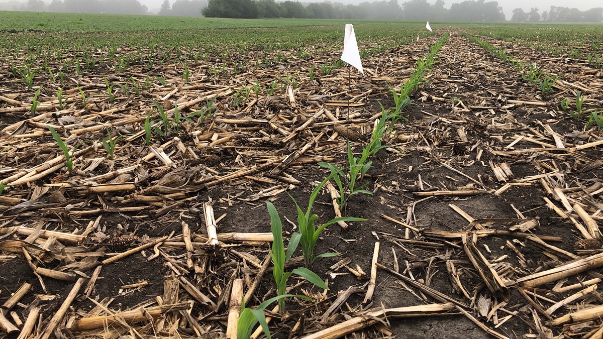 "Fighting Tar Spot, A New Foe for Farmers"