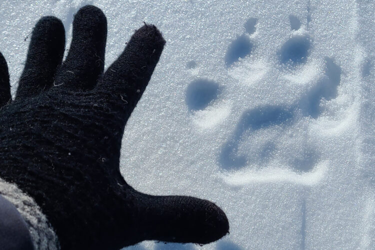 How Will Climate Change Affect How Predators Hunt Prey?