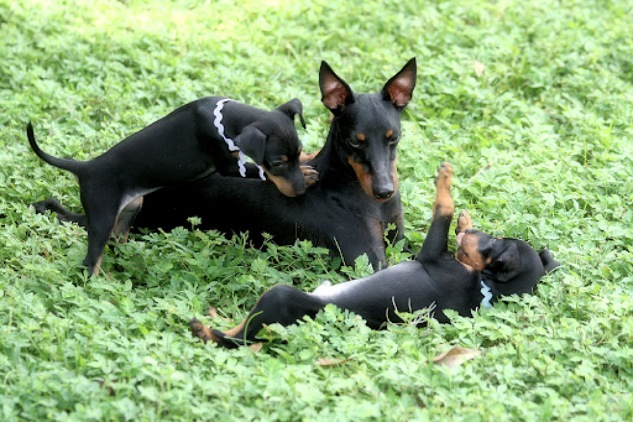 A Discovery in Dogs Advances Human Medicine