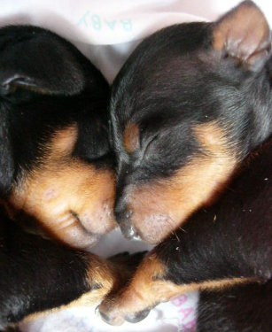 "A Discovery in Dogs Advances Human Medicine"