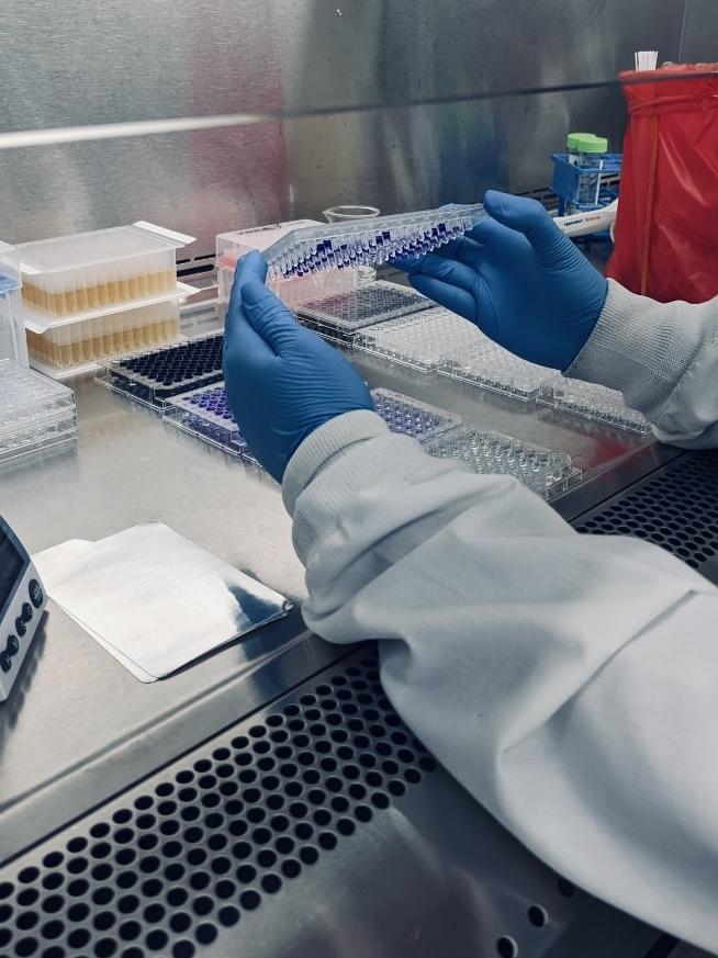 Foodborne-pathogen Listeria may hide from sanitizers in biofilms