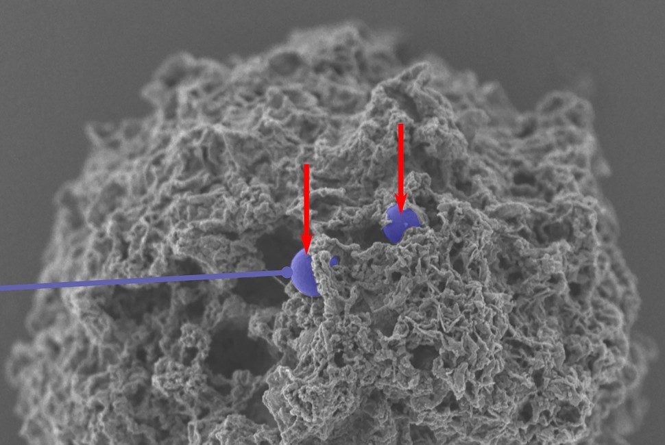 Decorated Nanoparticles Prevent Allergic Reactions