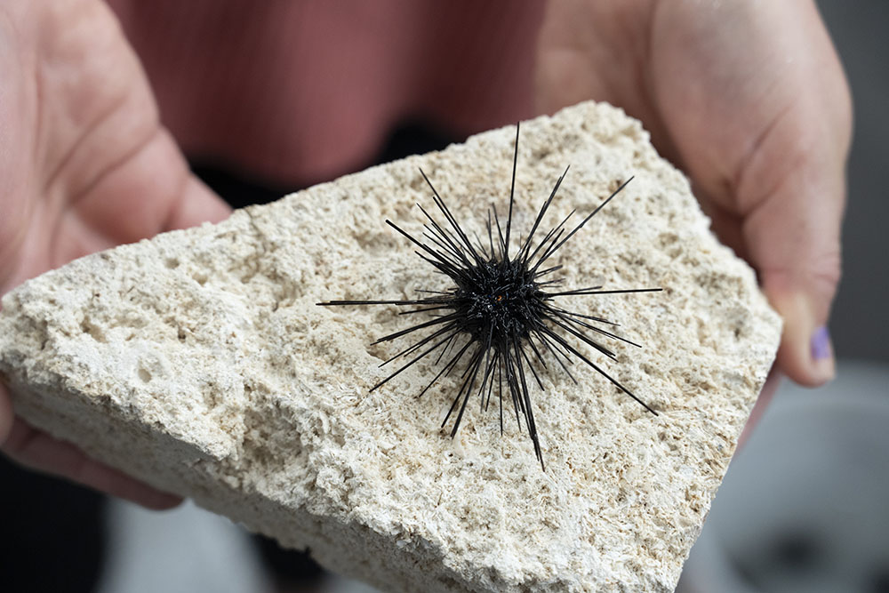 Sea Urchin Killer Spreads to New Species, Region