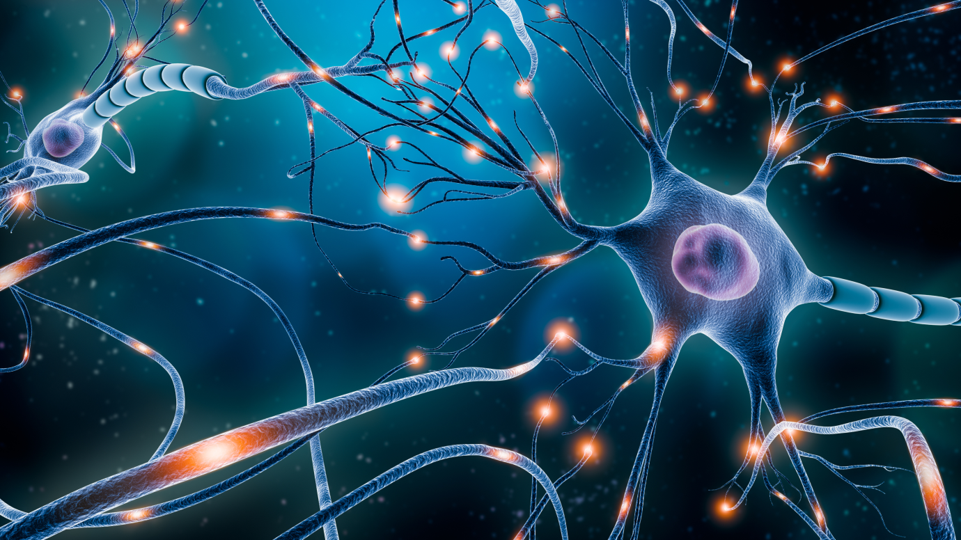 UChicago Study Finds Mouse and Primate Brains Mature at the Same Pace