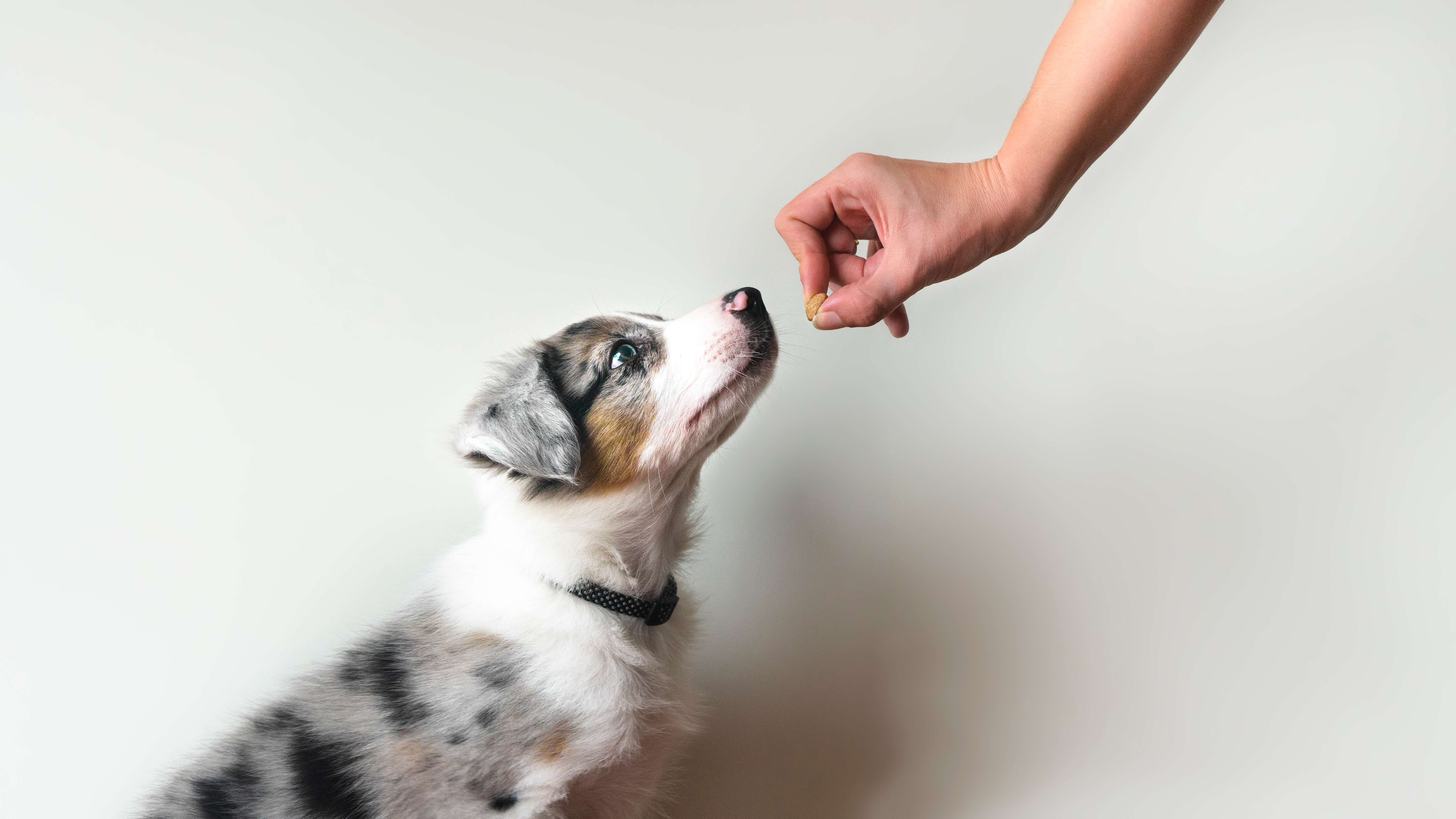 Dogs Prefer Food Over Toys, According to Science