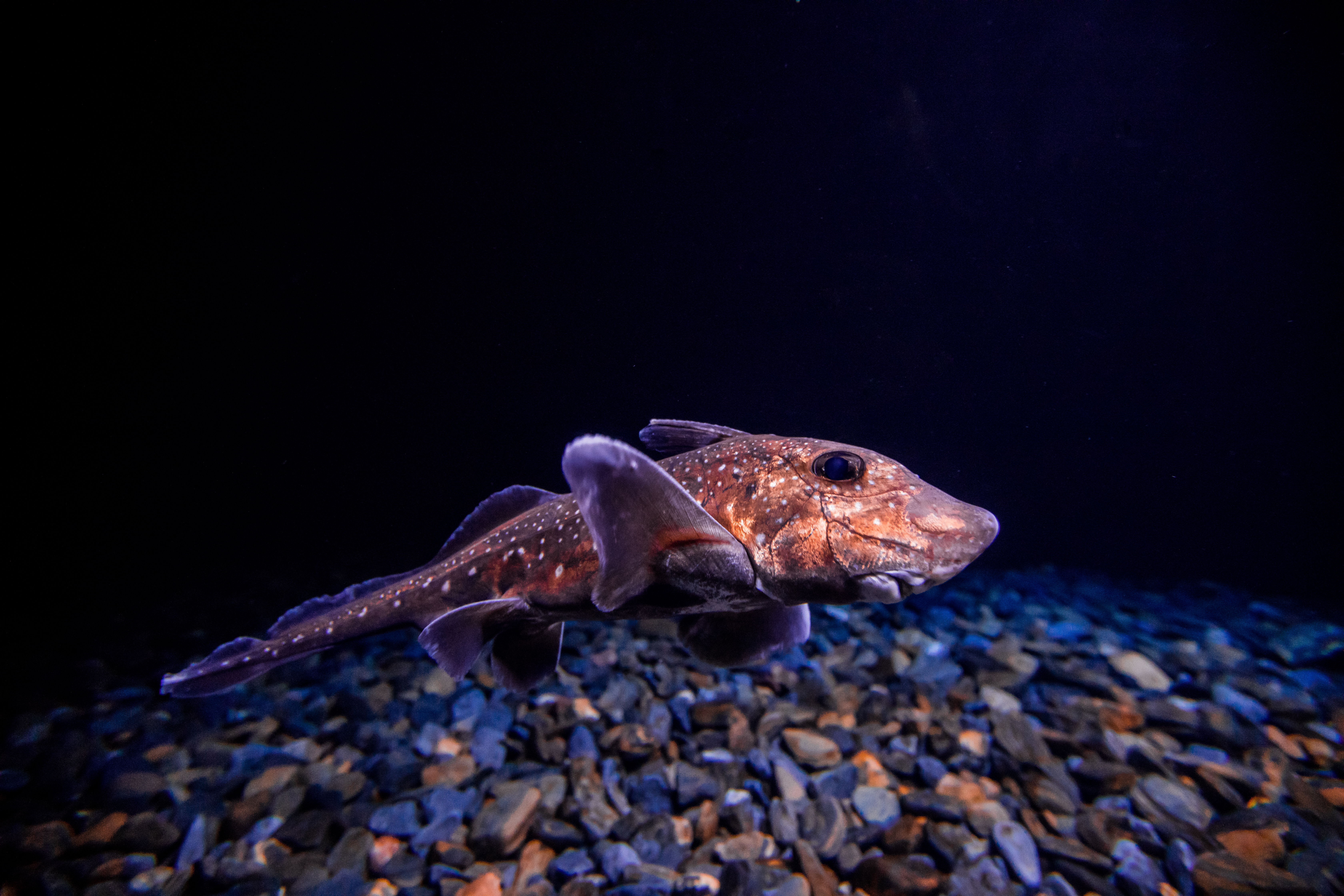 Unlocking Secrets of the Elusive Ghost Shark