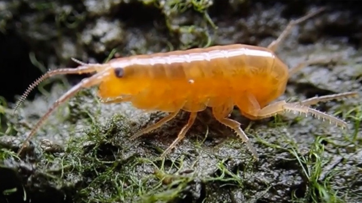 Scientists show how parasites turn marsh-dwelling brown shrimp into neon zombiesOrange amphipods caught the eye (and interest) of Brown University graduate students conducting field research. Photo by David Johnson.