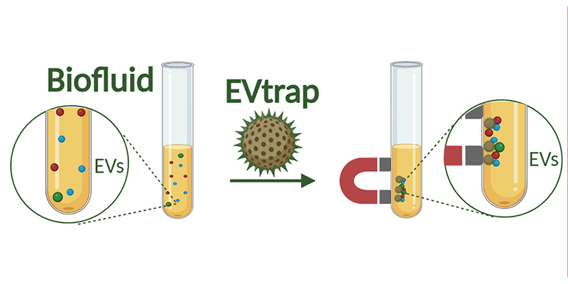 "Purdue researchers explore noninvasive method for sampling drug response"