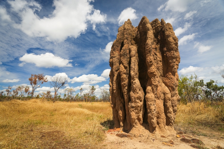 "Cathedral termite mounds inspire UArizona-designed lunar structures"