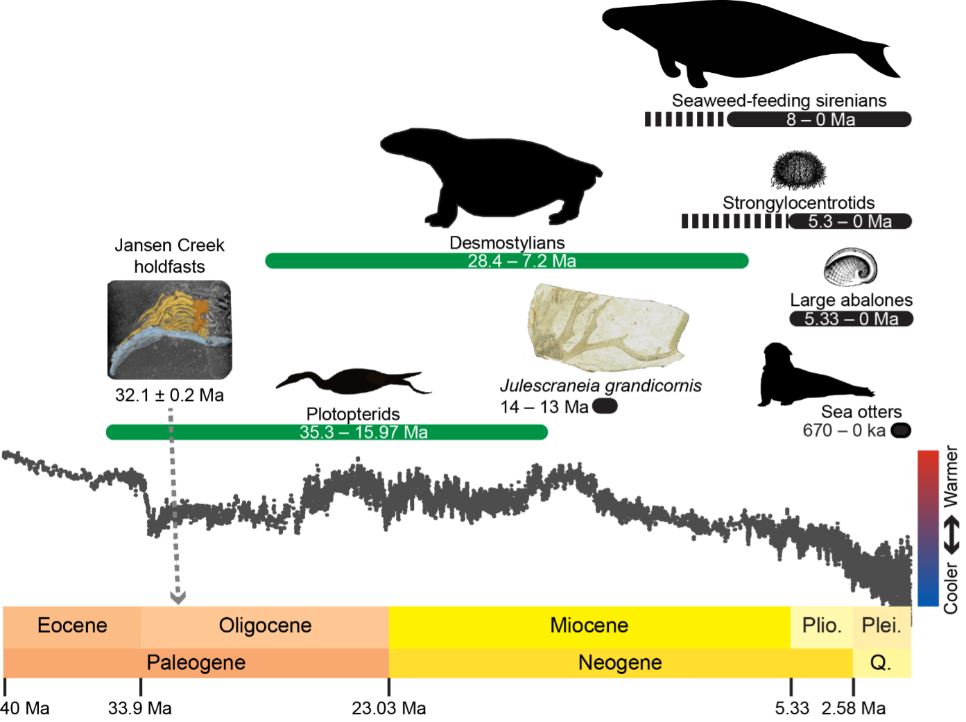 "Pacific kelp forests are far older than we thought"