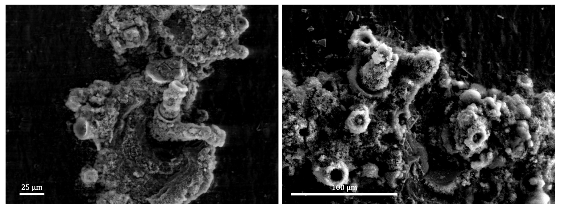 "Using marine bacteria to detoxify asbestos"
