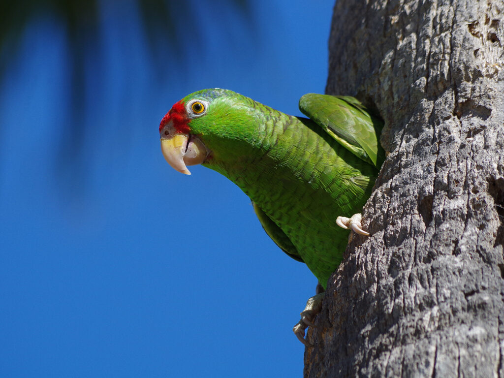 "Texas A&M Researchers Show Endangered Parrot Species is Thriving in Urban Areas"