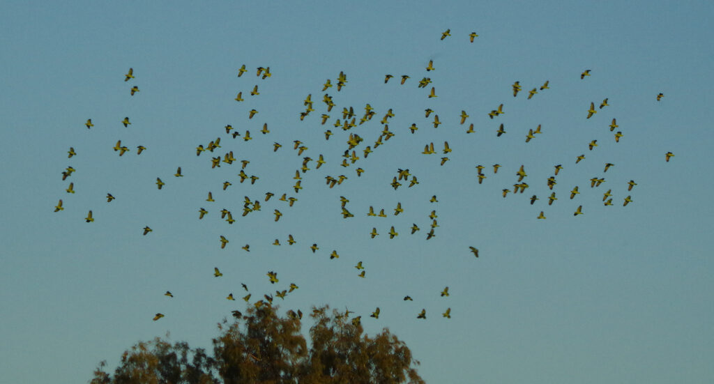 Texas A&M Researchers Show Endangered Parrot Species is Thriving in Urban Areas