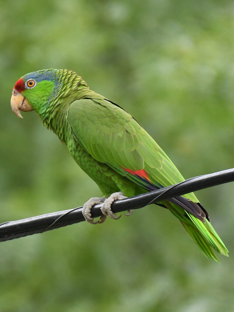 "Texas A&M Researchers Show Endangered Parrot Species is Thriving in Urban Areas"