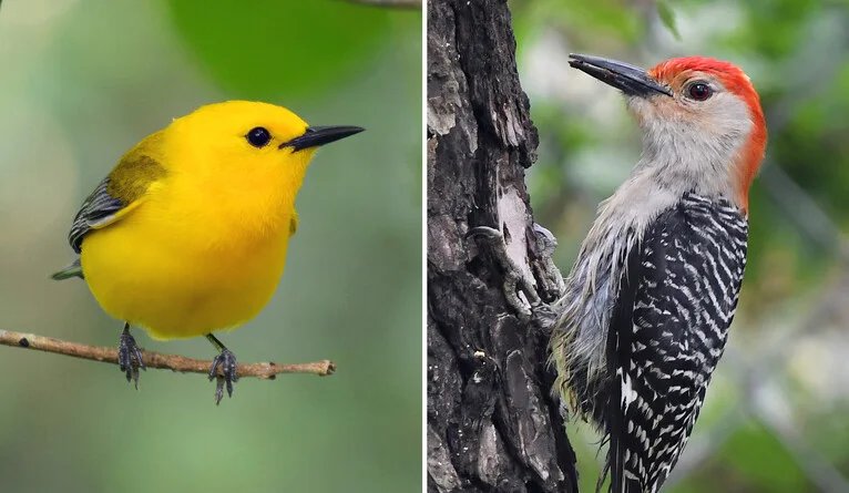 "Study Reveals How Birds Track Environmental Conditions Across the Seasons"