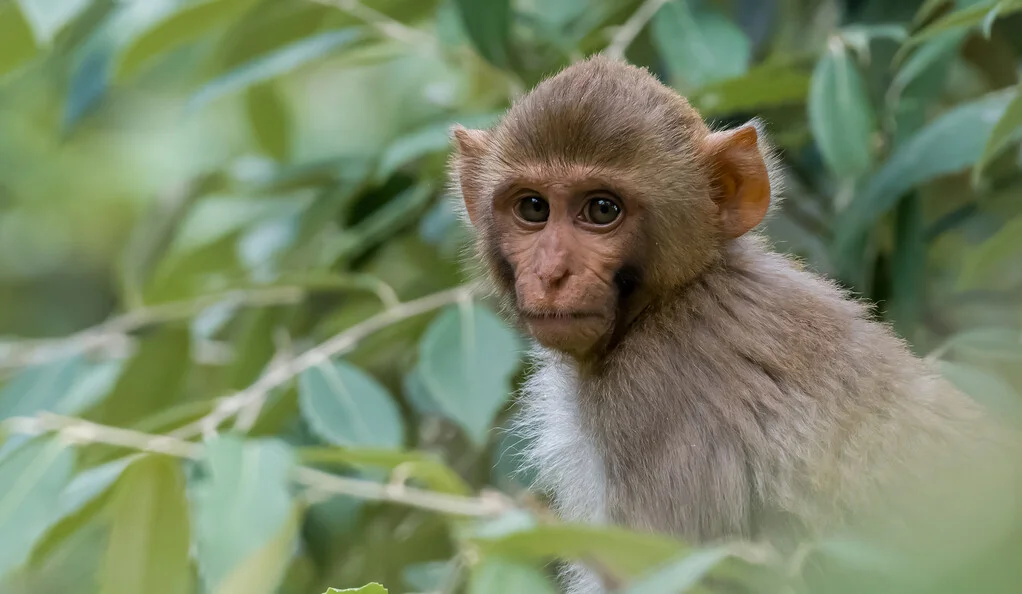 Researchers Identify Key Genes in the Development of the Primate Brain