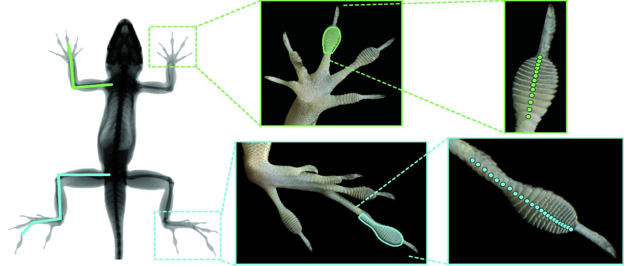 Urban lizards had significantly longer limbs and larger toe pads with more specialized scales on their toes.