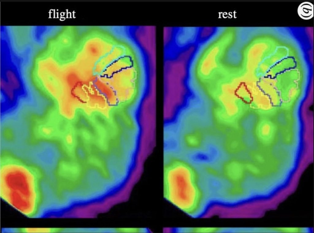 Researchers Discovering How Bird-Like Dinosaurs Evolved the Ability to Fly