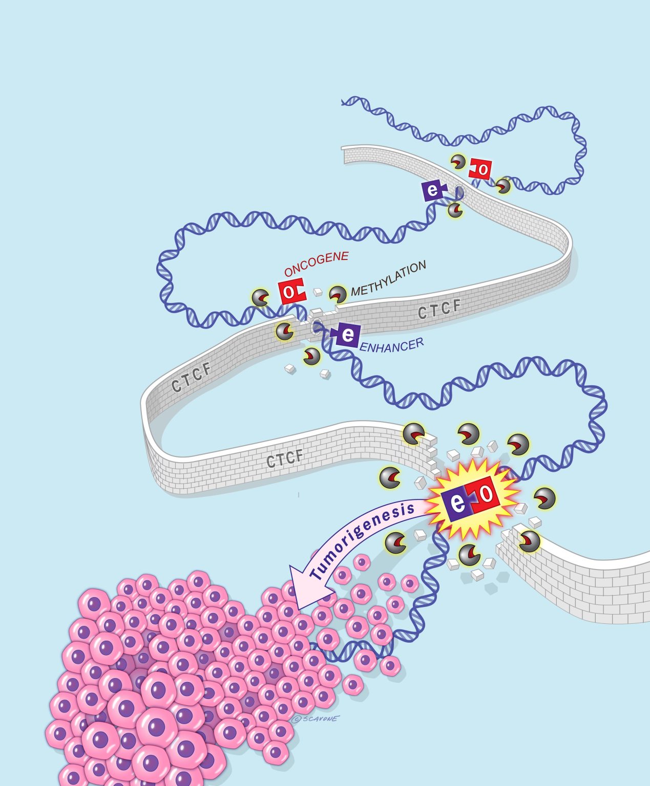 " MEDICINERESEARCH Understanding Epigenetic Changes in Glial Cells May be Key to Combatting Brain Tumors"