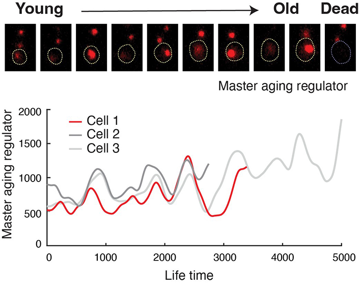 "Scientists Slow Aging by Engineering Longevity in Cells"