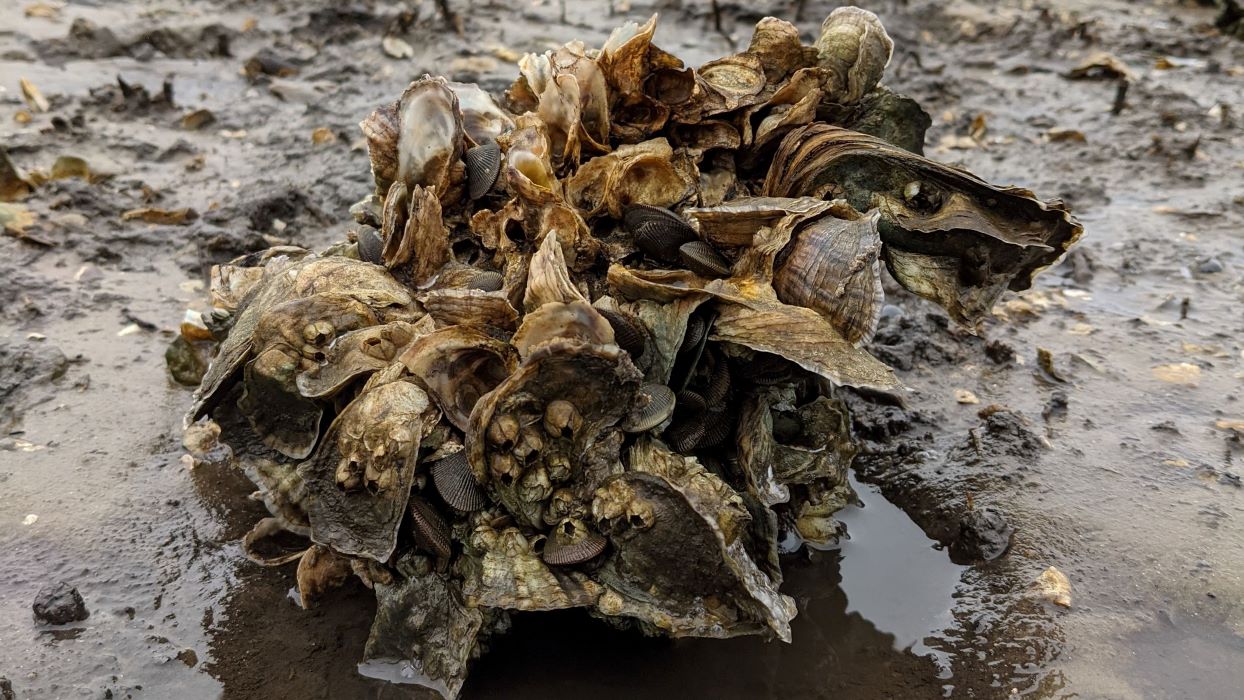Drones Offer More Efficient Way to Survey Vital Oyster Reefs