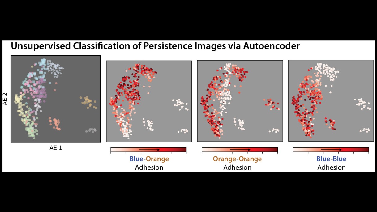 "Using Topology, Brown Researchers Advance Understanding Of How Cells Organize Themselves"