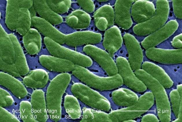 "Study Confirms Presence of Flesh-Eating and Illness-Causing Bacteria in Florida’s Coastal Waters Post-Hurricane Ian"