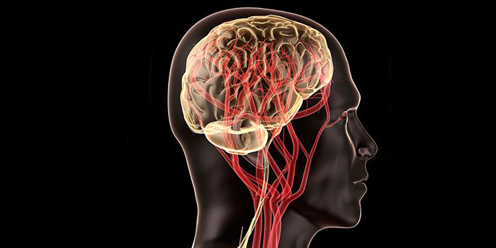 brain illustration