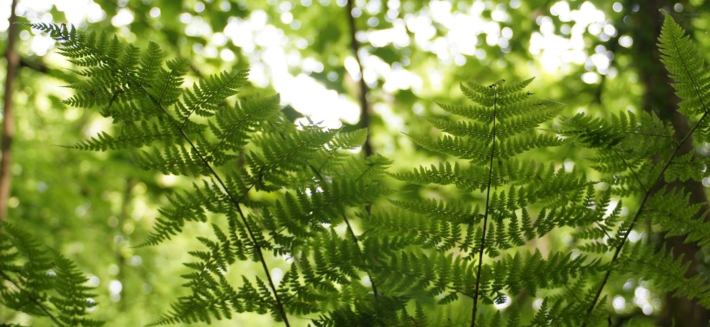 Scientists Identify Win-win Situations With Biodiversity and Farming
