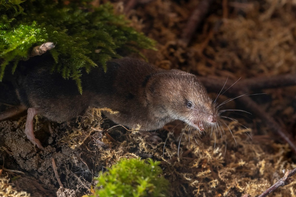 Common Shrew