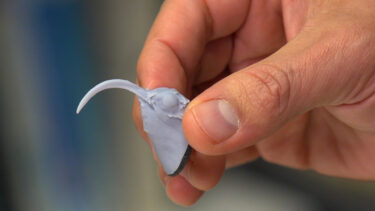 "Tiny, Fierce Hummingbirds Are Also an Evolutionary Delight for UW Researcher"