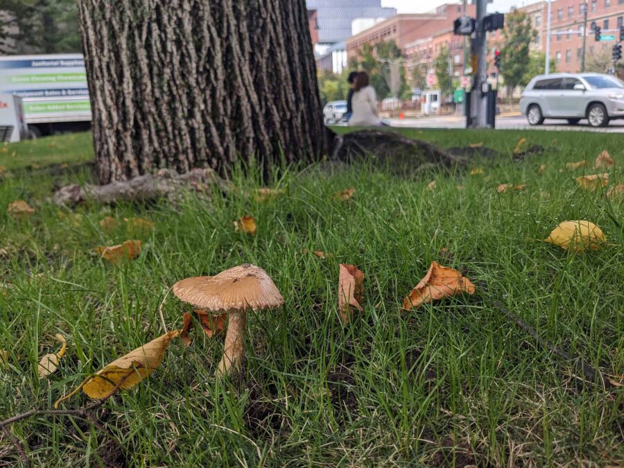 "Forest edges and urban forests, like the two above, are altering the below-ground microbe community drastically. Even a walking path through a forest, say BU researchers, can disrupt microbial networks."