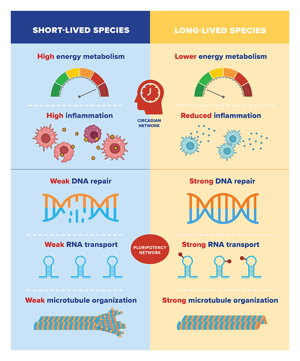 DNA picture, lifespan