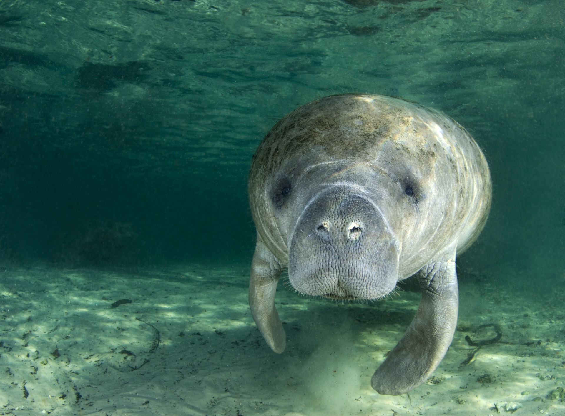 A manatee swims underwater in the springs of Crystal River. [Photo courtesy of Nalu Photo]