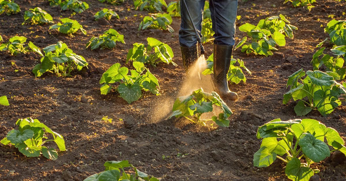 RESEARCH PEOPLE CAMPUS & COMMUNITY ARTS & CULTURE VOICES Nanoparticles Made From Plant Viruses Could Be Farmers’ New Ally in Pest Control