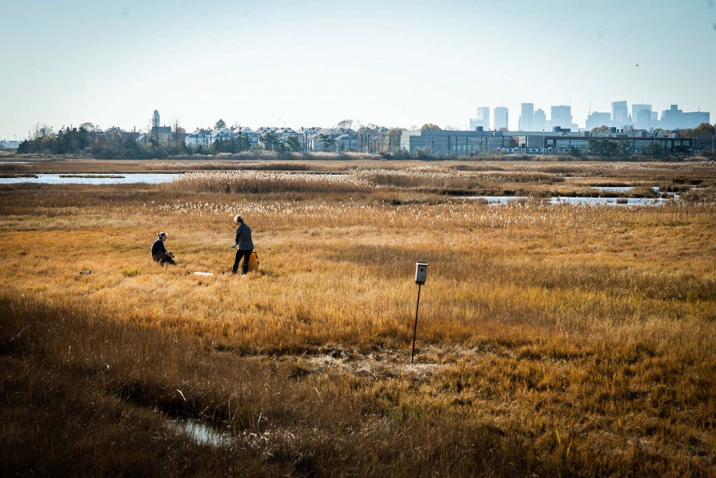 Coastal Wetlands in Boston