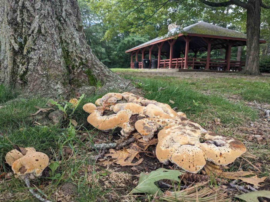 Cutting Up Forests Disrupts an Essential Bond between Trees and Fungi