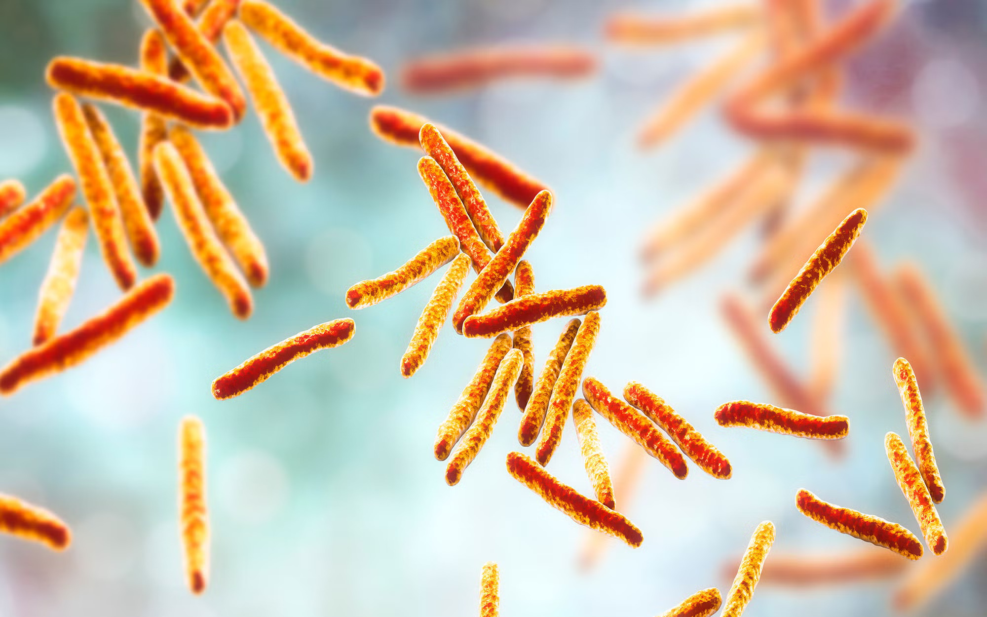 Tuberculosis bacteria