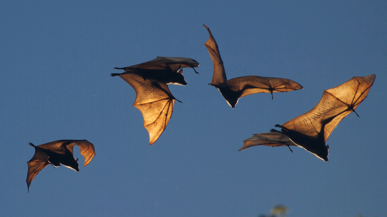 Bat Study Reveals How the Brain is Wired for Collective Behavior