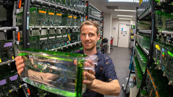 "Why Can Zebrafish Regenerate Damaged Heart Tissue, While Other Fish Species Cannot?"