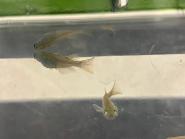 "Why Can Zebrafish Regenerate Damaged Heart Tissue, While Other Fish Species Cannot?"