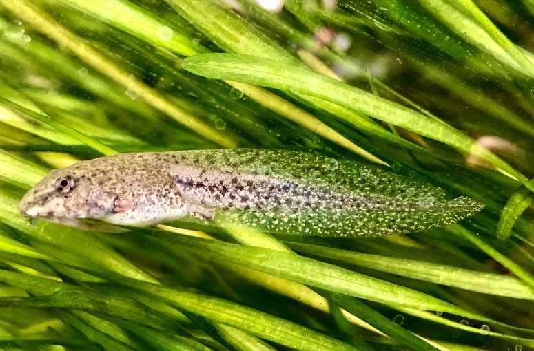 Pollutants Are Important to Biodiversity’s Role in Spread of Wildlife Diseases
