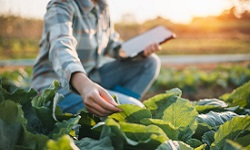 A person inspects plants growing in a field