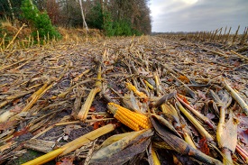 fiedl of dead & rotting crops