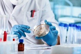 labratory technician swabing a petri dish