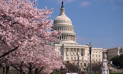 Leading Research Universities Report, April 1, 2024, View of the Capitol Building behind cherry blossoms