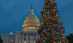 Christmas tree in front of the U.S. Capitol dome
