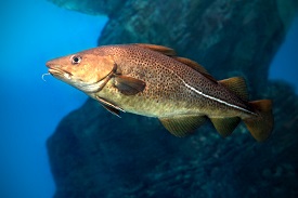 Photo of a cod fish