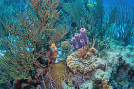 Image of a coral reef